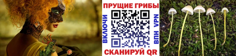 Галлюциногенные грибы Psilocybe  Купить  Оренбург 